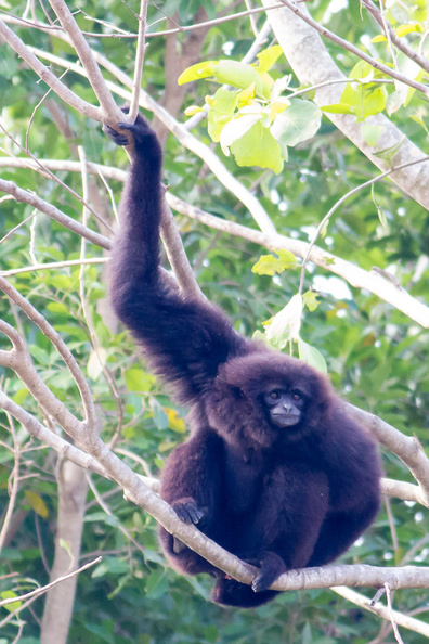 Ces singes sont surtout repérés à leurs cris drôle de hurlements un peu mélancoliques qui résonnent à travers les forêts. gibbon.jpg