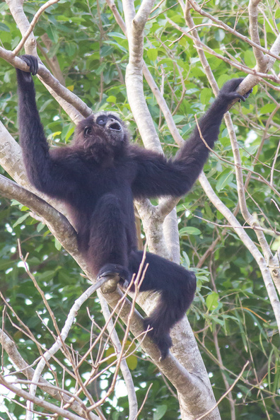 En pleine action, ce singe pousse son long cri typique des forêts de la région. gibbon_2.jpg