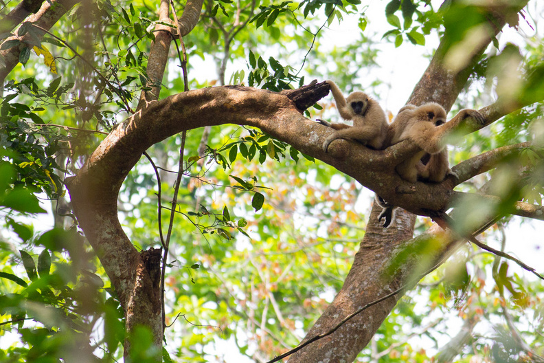 Vus à Kaen Krachang, souvent difficile à approcher sauf l'un d'entre-eux qui se trouvait sur le camp de base le matin. gibbons_2.jpg