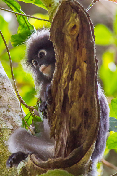 Ces singes sont assez fréquents et moins craintifs que les Gibbons, mais bien moins agressifs que les macaques ! jeune_semnopitheque_obscur.jpg