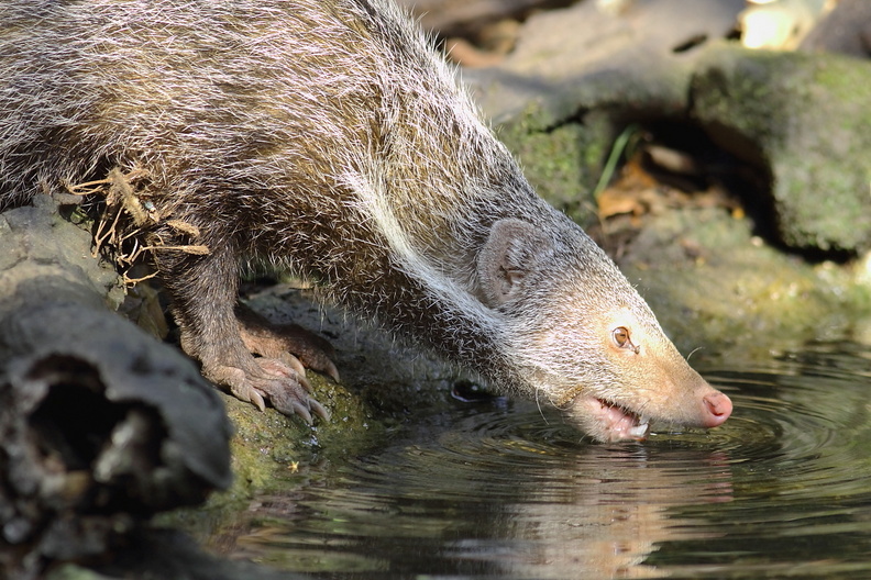 Mangouste mangeuse de crabes, Herpestes urva, Crab-eating mongoose.
3 de ces petits carnivores sont passés près de Kaeng Krachan, faisant fuir toutes les espèces d'oiseaux et de petits mammifères qui visitaient le trou d'eau. mangouste_2.jpg