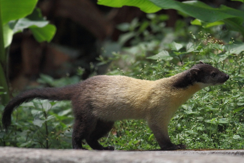 Martre asiatique à gorge jaune, Martes flavigula, Mustelidae. Mae Wong, Thailande. Aussi vue à Khao Yai. Pas trop farouche. martre.jpg