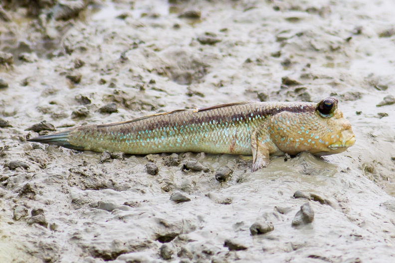 Ces drôles de poissons qui sortent de l'eau pour grimper sur la base ou les branches sont partout sous ces latitudes. Il existe apparemment plusieurs espèces, vu les différences de couleur et de taille. periophtalmus.jpg