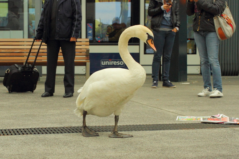 Des cygnes se retrouvent régulièrement sur les rues qui entourent la rade à Genève. Très taciturnes, ils semblent indifférents aux personnes et véhicules qui les entourent. cygne_bel_air.jpg