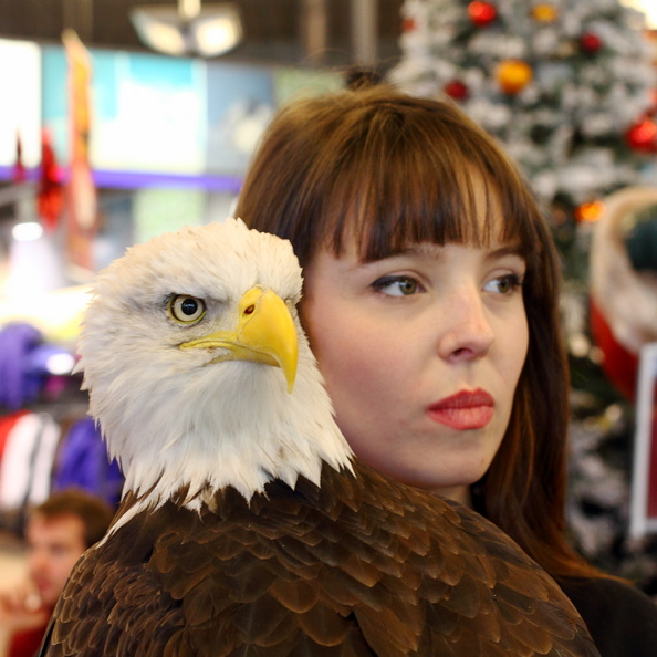 Sherkan, le Pygargue à tête blanche mascotte du Genève Servette Hockey Club. Ici lors d'une séance de dédicace dans un centre commercial. Très calme, le bain de foule ne lui pose visiblement pas de problèmes. L'aigle est pris en charge par les Aigles du Léman. sherkan_gshc.jpg