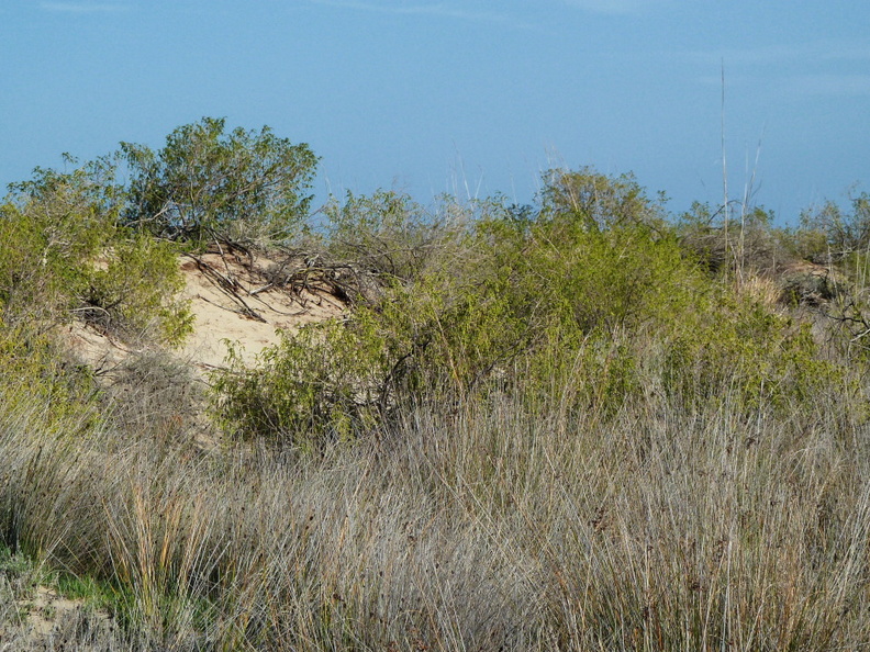 Près de Riumar, quelques hectares de milieu naturel de dunes végétalisées ont été préservés. Ce genre de biotope se retrouve sur les îles quelques centaines de mètres au large, qui constituent un abri de choix pour les oiseaux nicheurs. ebre_dunes.jpg