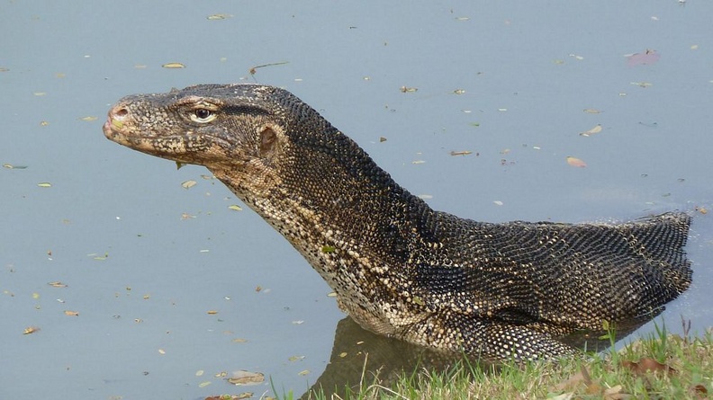 Varan dans un des petits lacs du parc Lumphini à Bangkok. Il devait faire au moins 2 mètres de long. La photo date de 2010, en 2016 la plupart des varans ont été capturés et évacués du parc, car ils dérangeaient le public, selon les autorités. bkk_04.jpg