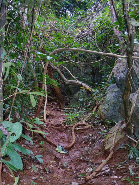 Court sentier nature à proximité de Wat Tam Pa Plong, région de Doi Chiang Dao. Peu praticable malgré la saison sèche, il y avait eu des petites pluies la nuit d'avant. doi_chiang_dao_sentier_nature.jpg