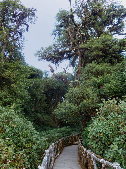 Cheminement construit au sommet de Doi Inthanon, qui permet de se déplacer dans la forêt. doi_inthanon_cheminement_sommet.jpg