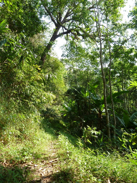 Le sentier qui permet de parcourir une petite partie du parc national. Traces d'éléphants, tiques... doi_phu_ka_sentier.jpg