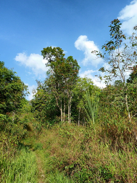 Vue vers le sommet du parc, la sente qui monte à gauche des arbres était peut-être faite par les éléphants. doi_phu_ka_sentier_2.jpg