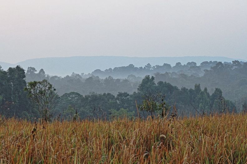 Vue depuis les prairies situées 1-2 kilomètres après la tour d'observation du parc, en saison sèche. khao_yai_grass.jpg