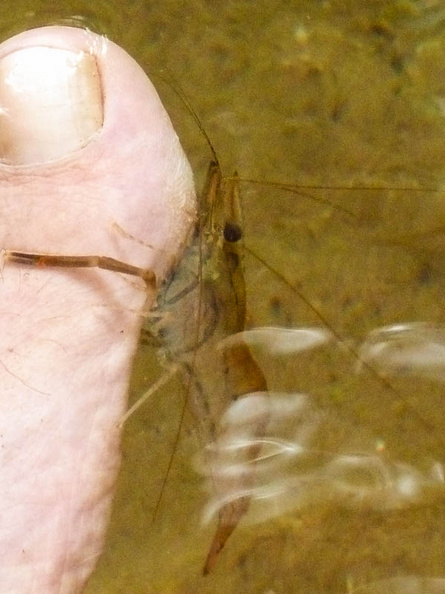 Ces petites crevettes et les poissons qui peuplent les cours d'eau viennent rapidement se repaître des peaux mortes sur les pieds lorsque l'on veut se rafraîchir! ngao_waterfall_crevette.jpg