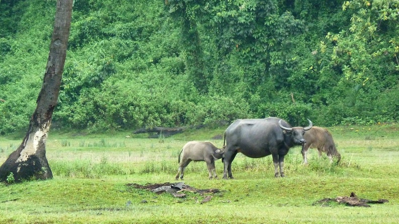 Les buffles sont communs en Asie, surtout dans les régions avec populations musulmanes, où ils remplacent les porcs. Ils se promènent librement ici dans la région de Sam Nak près de Bang Baen, autour et dans le village. bbaen_02.jpg