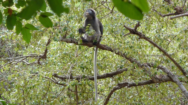 Observé toute une bande, y compris plusieurs jeunes au pelage jaunâtre, au pied de la colline où se trouve l'un des points de vue du parc de Sam Roi Yot. huahin_04.jpg
