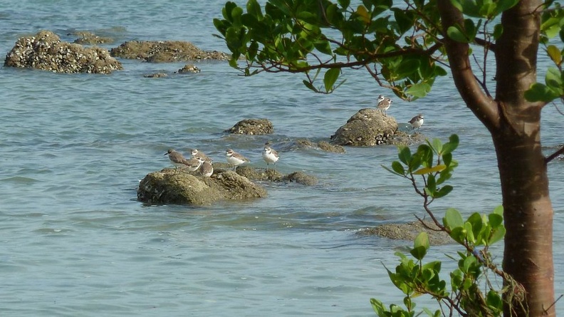 De très nombreux limicoles étaient visibles sur les plages et zones d'estran au nord-est de Koh Phayam. Quand la marée monte, ils se réfugient sur les cailloux qui émergent. kphayam_02.jpg