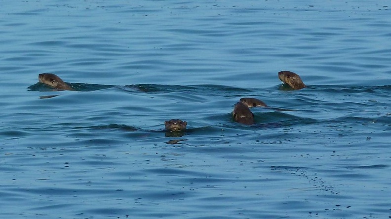 Bande de loutres de mer à Koh Phayam. Très vivantes, poussant des petits cris. Ici lors d'une pause au cours d'une balade en kayak. kphayam_10.jpg