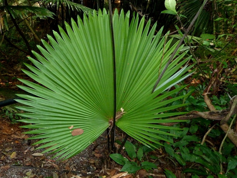 Taille impressionnante de certains végétaux. parc_national_phuket_2.jpg